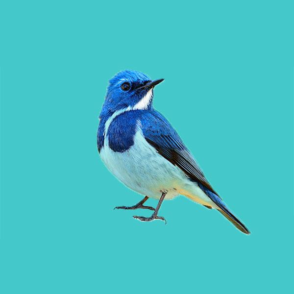 Beautiful Blue Bird, Ultramarine Flycatcher Isolated On White